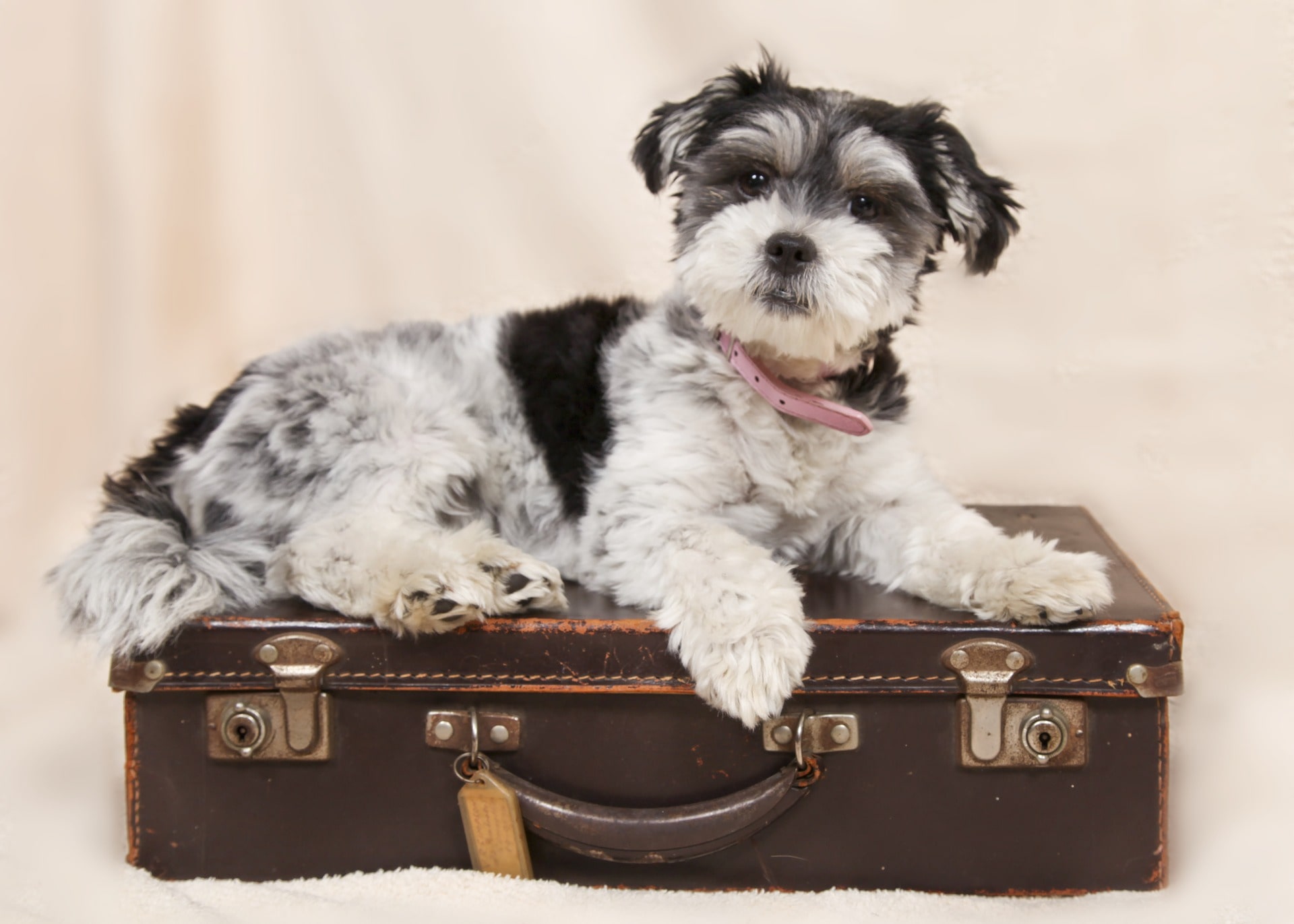 Transport Animaux Vivants
